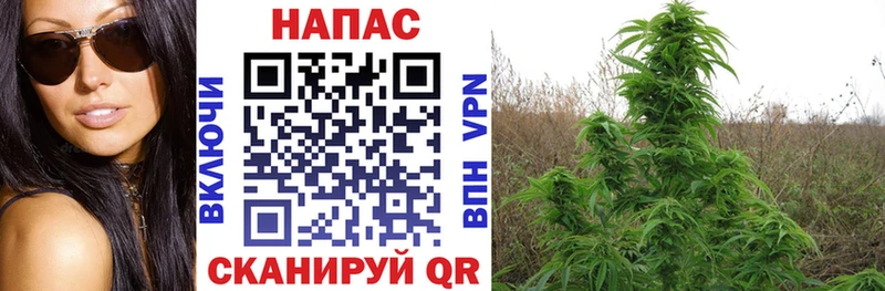 Бошки марихуана VHQ Бологое